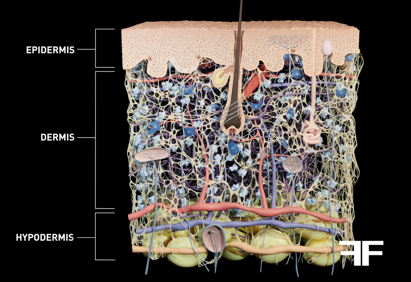 Skin aging affects the structure of the skin as a whole.